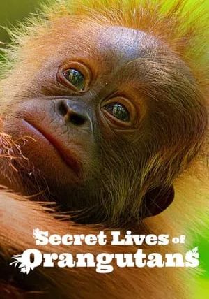 Secret Lives of Orangutans                ชีวิตลับอุรังอุตัง                2024